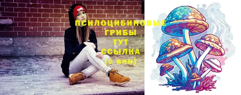 shop состав  Новочебоксарск  Галлюциногенные грибы Psilocybe 